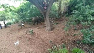 2021 05 07 16 44 46 Watch Videos of tribal youths harassing wild elephants in Tamil Nadu go viral