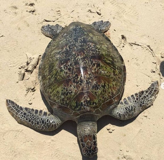 Green Turtle Found Cruelly Slit Open In Pulau Kapas, Allegedly Killed ...