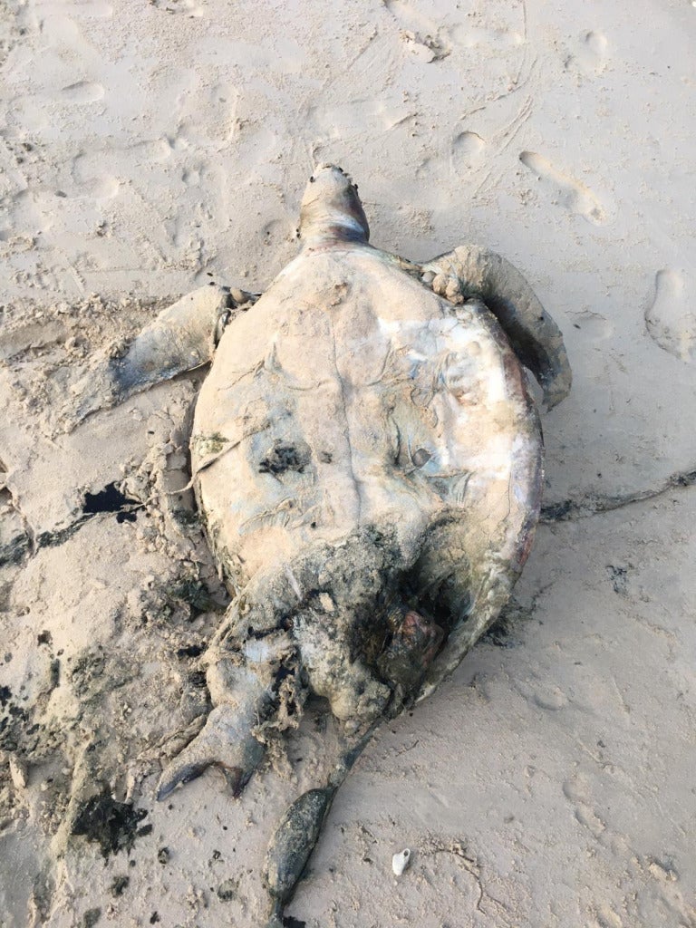 Another Green Turtle Found Dead At Pulau Kapas, Allegedly Suffocated To ...