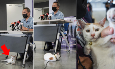 Cute Cat At Rapid Kl Press Conference