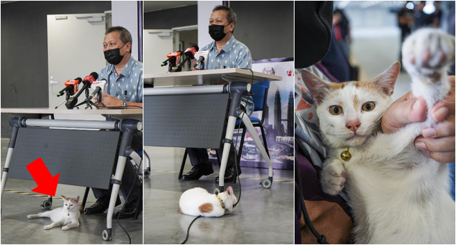 Cute Cat At Rapid Kl Press Conference
