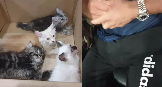 Man Smuggles Four Kittens In His Pants