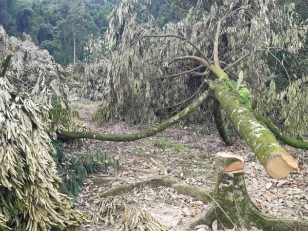 Pahang authorities cut down illegal durian farm 5