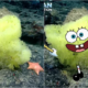 Scientist Found Real Life Spongebob And Patrick In The Atlantic Ocean