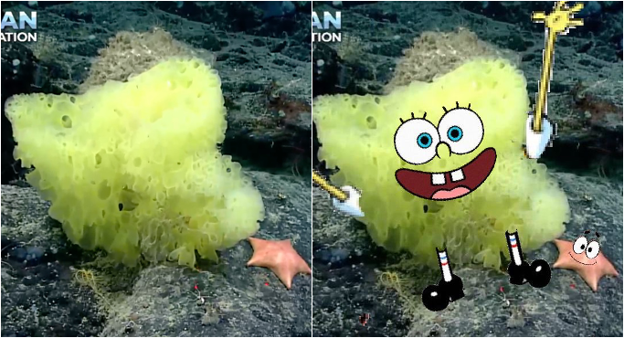 Scientist Found Real Life Spongebob And Patrick In The Atlantic Ocean