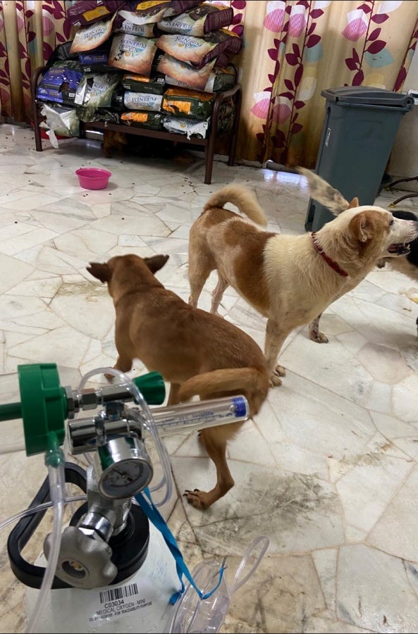 dogs and oxygen tank