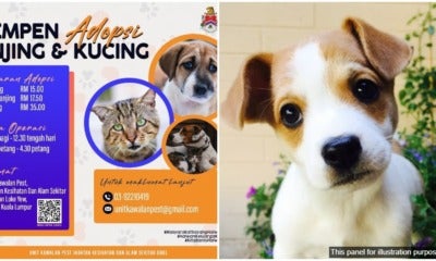 Dbkl Adopt A Dog Or Cat Campaign