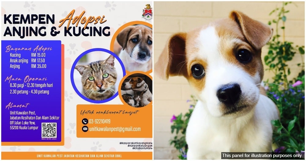 Dbkl Adopt A Dog Or Cat Campaign
