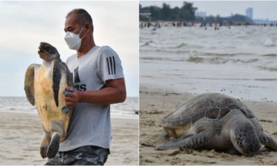 Dead Penyu Found On Terengganu Beach