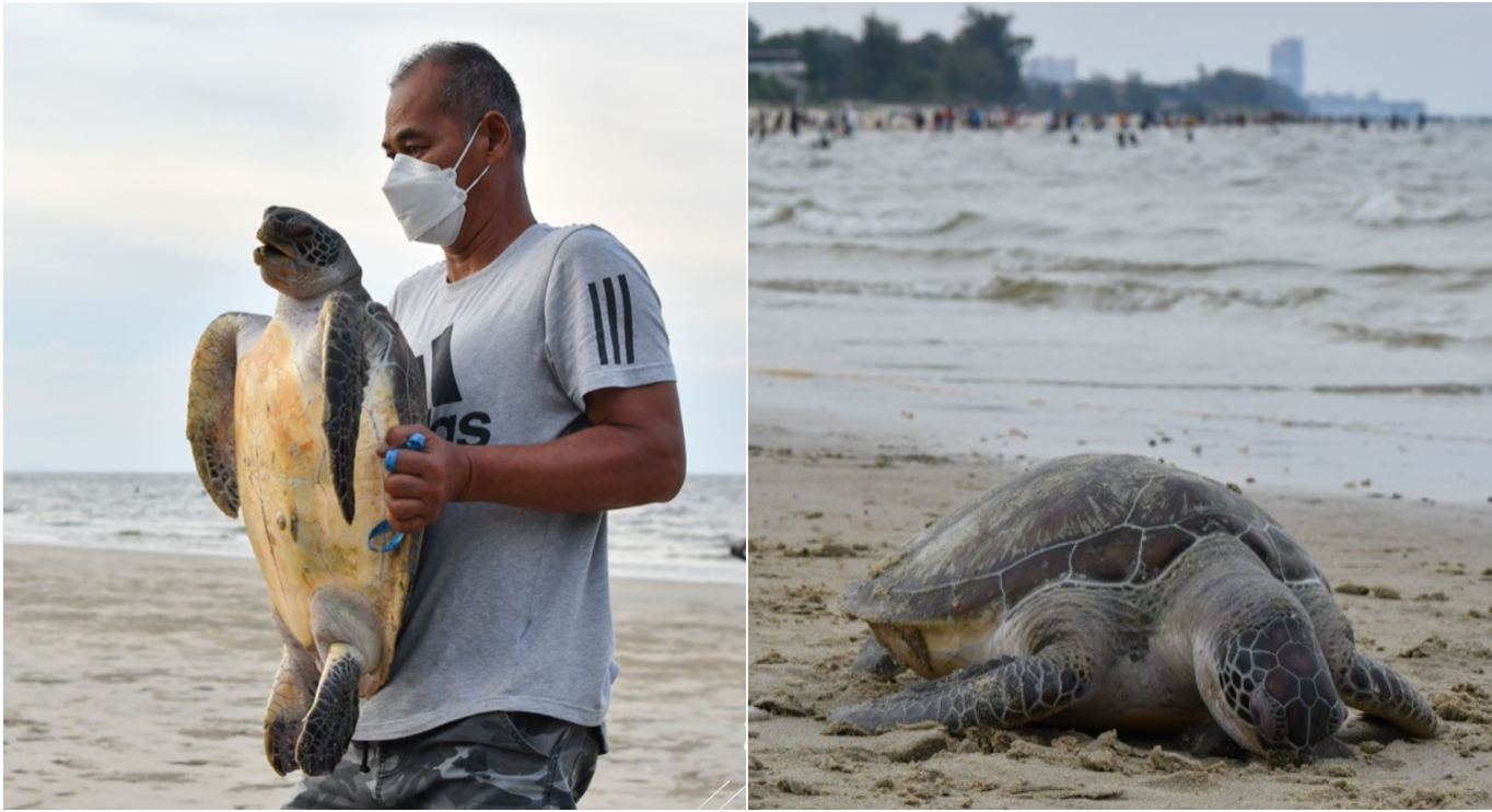Dead Penyu Found On Terengganu Beach