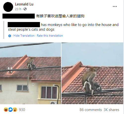 Fb Post Monkey Holding Dog