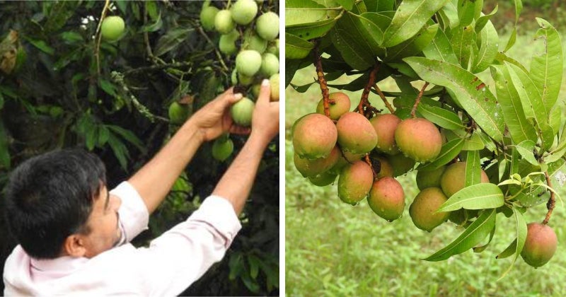 Khan Farm Mango Banana Apple
