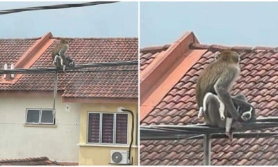 Monkey Holding Dog In Selangor 2