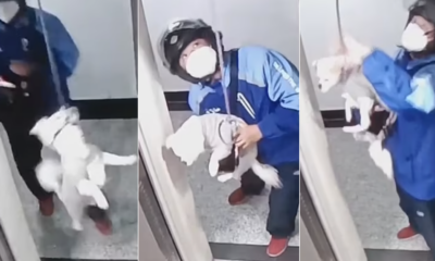 Man Save Dog From Lift