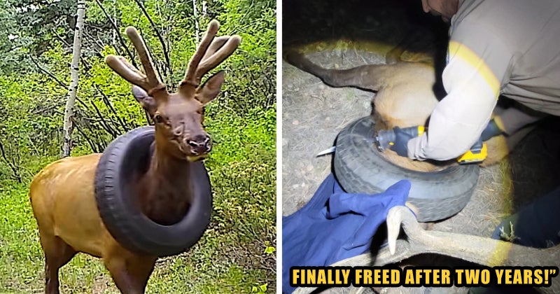 Elk Tyre Freed