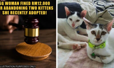 Sg Abandon Kitten Fined