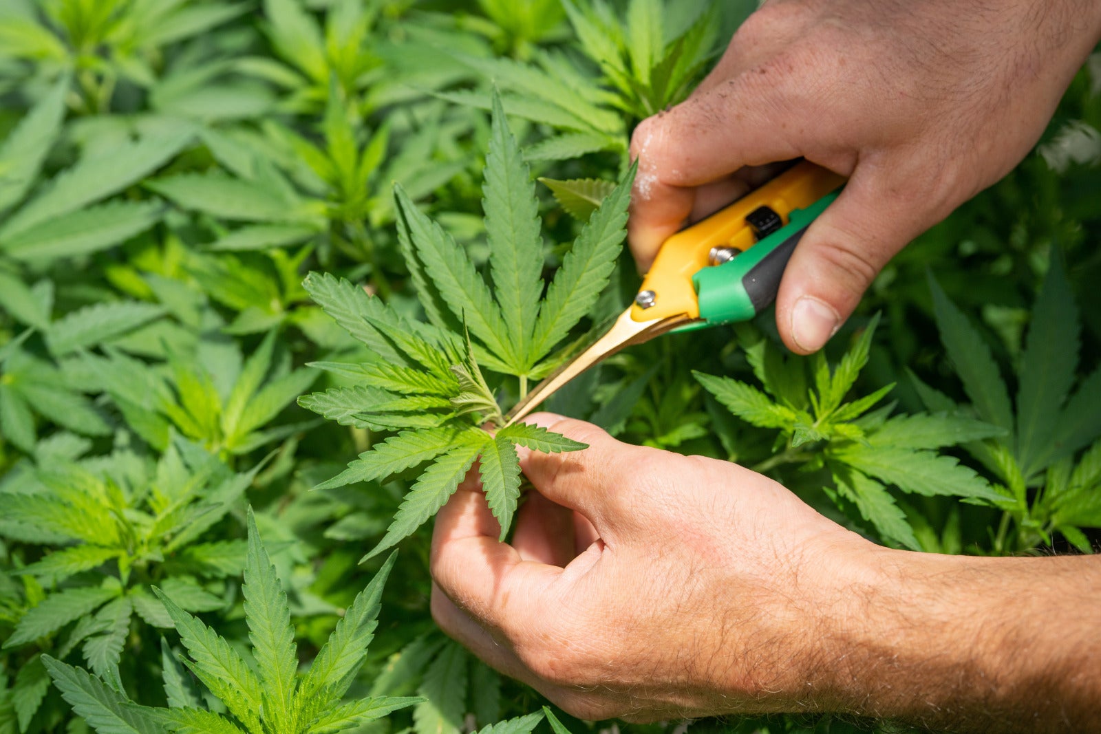 snipping marijuana leaf
