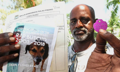 Penang City Council Sued For Killing Dog