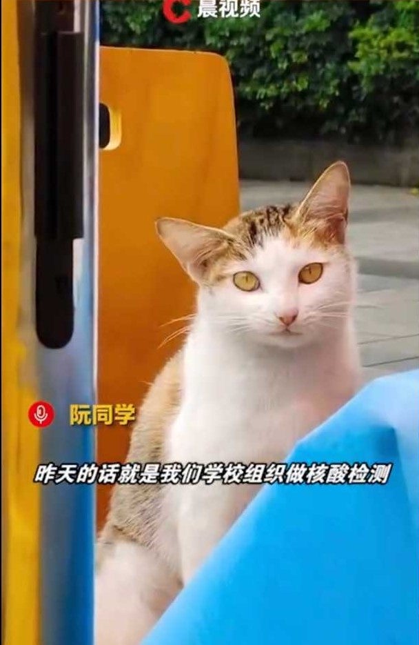 cat in china gets swab test 1