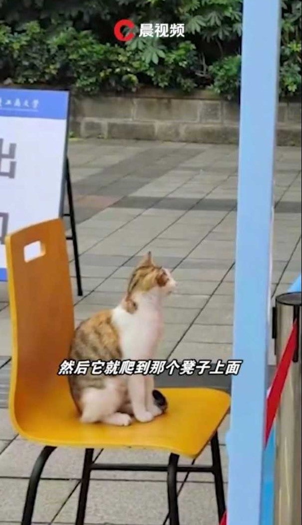 cat in china gets swab test 3
