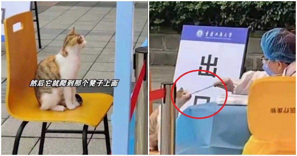 Cat In China Gets Swab Test 4