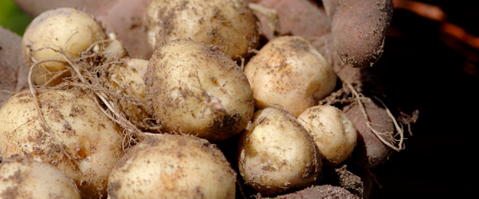 le bonnotte potatoes