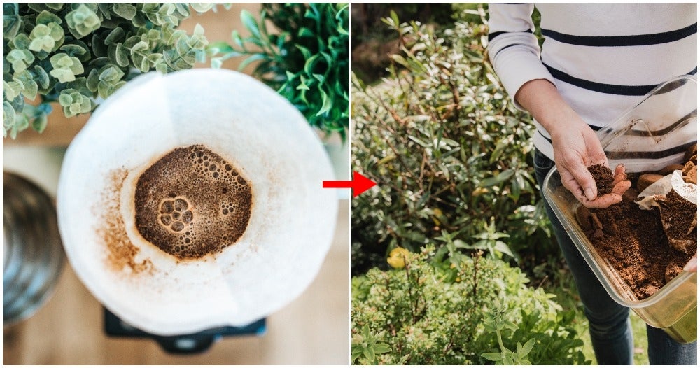 Multiple Ways To Reuse Coffee Grounds
