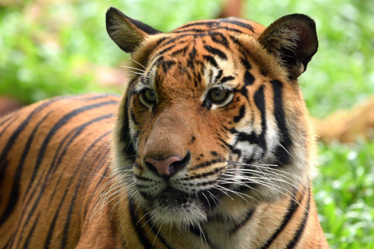 Malayan Tiger at Zoo Shariff Mohamad 17 1