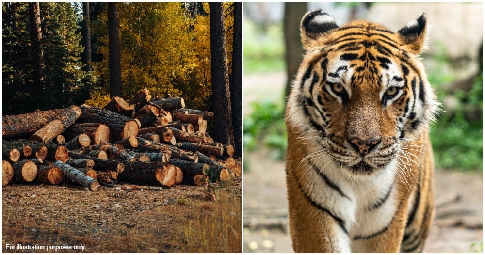 logging will cause tiger population to go up