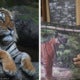 Malayan Tigers Wont Attack Human
