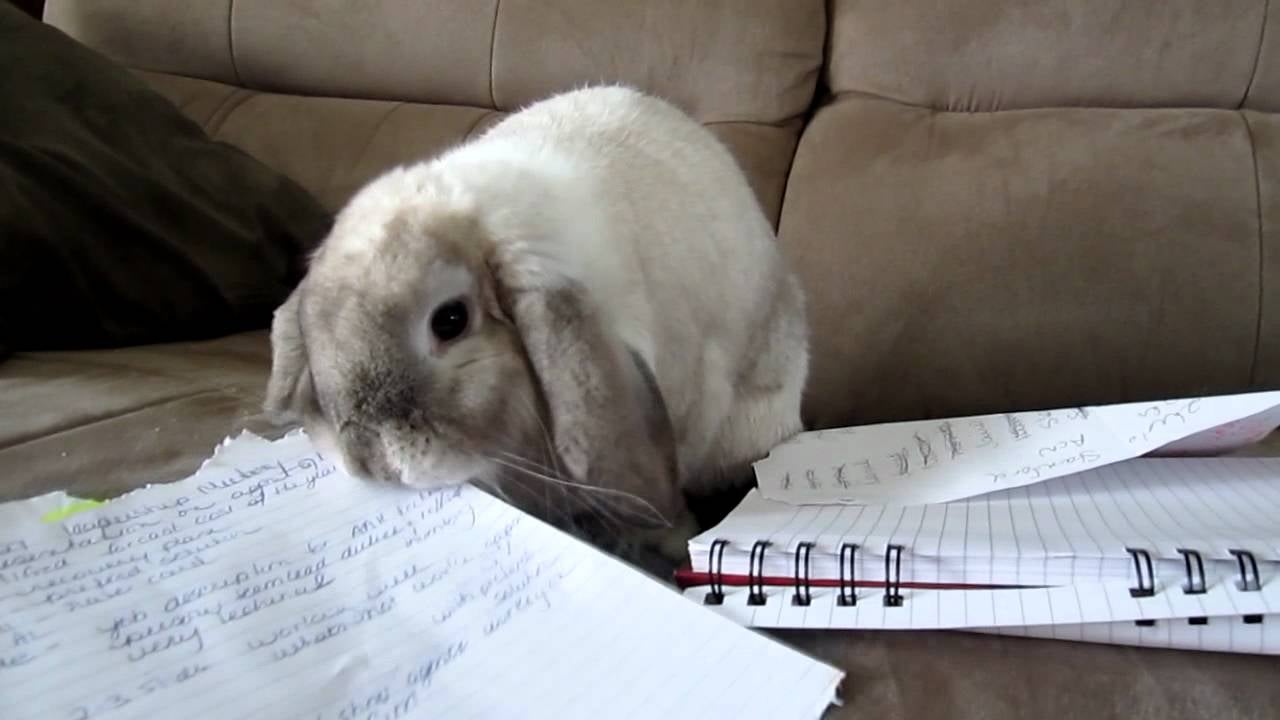 Rabbit Eating Paper