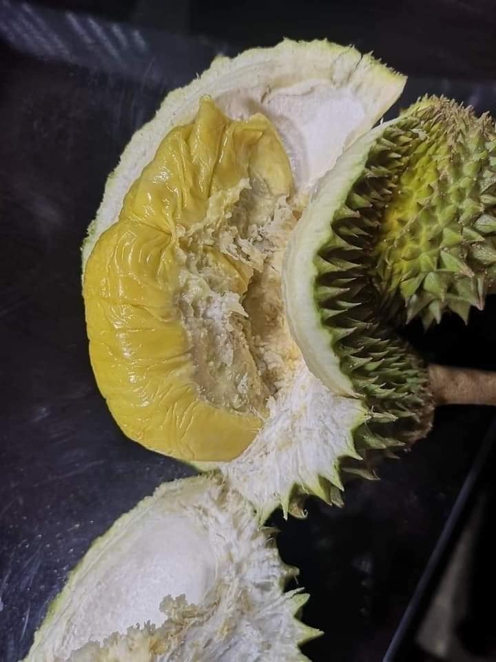 durian 3