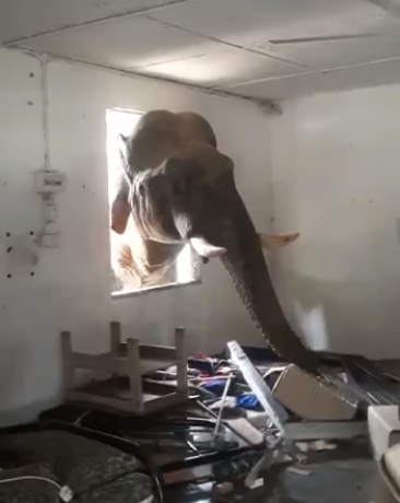elephant 2