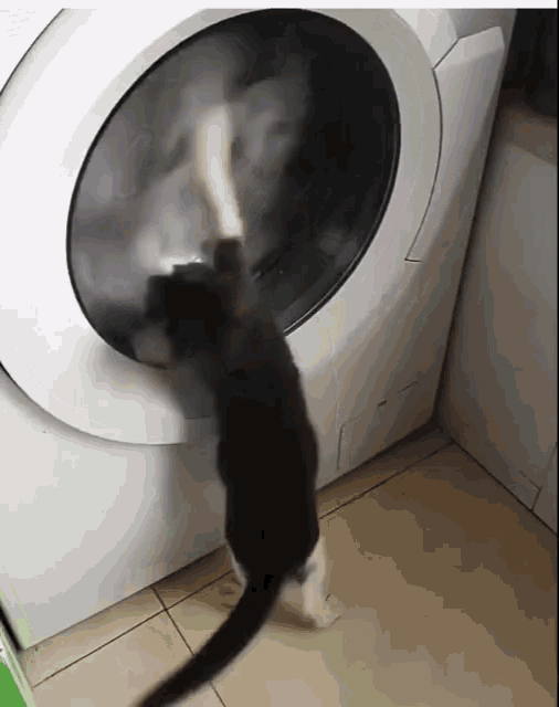 cat washing