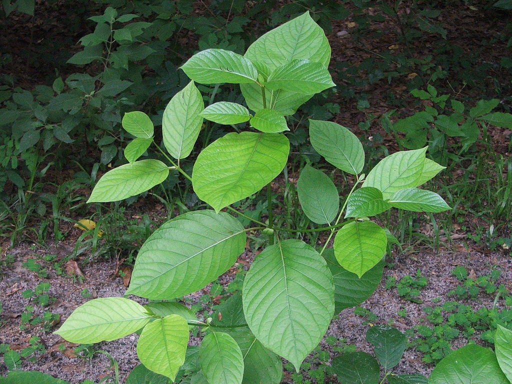 ketum plant