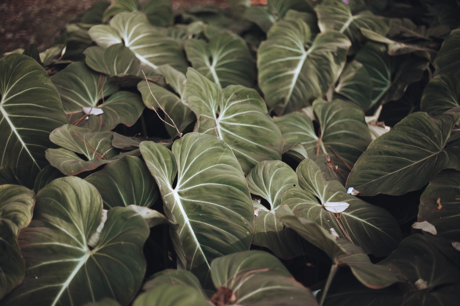 Philodendron Burle