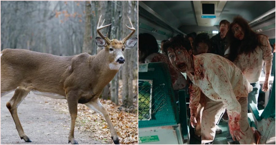 Zombie deer disease' reported in US, Canada, other countries. Check  symptoms, treatment, vaccine - The Economic Times