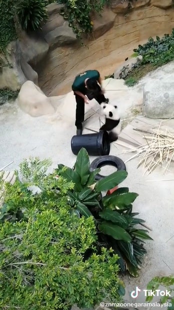panda playtime 1