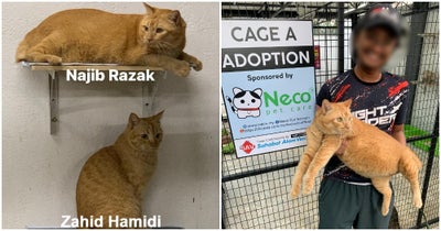 Najib-Razak-And-Zahid-Hamidi-Cats