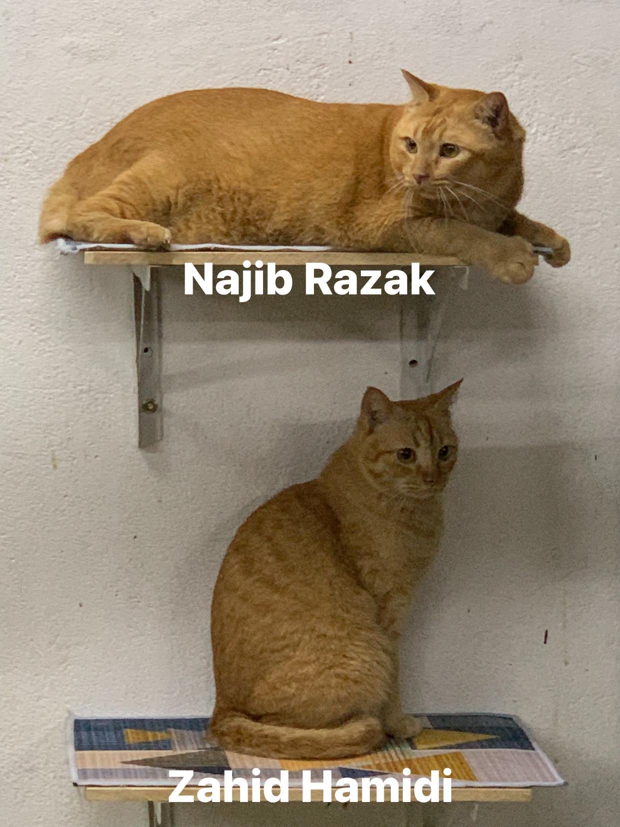 Najib Razak Cat 5