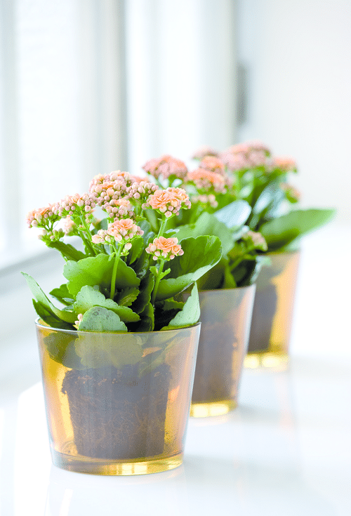 Kalanchoe Plant Care Indoors