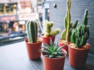 UK cacti on indoor windowsill