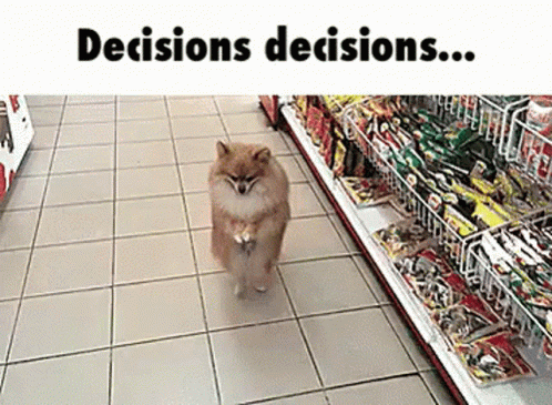 decisions dog