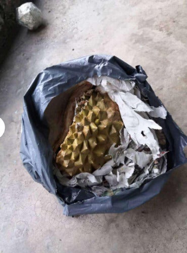 Durian Shells 3