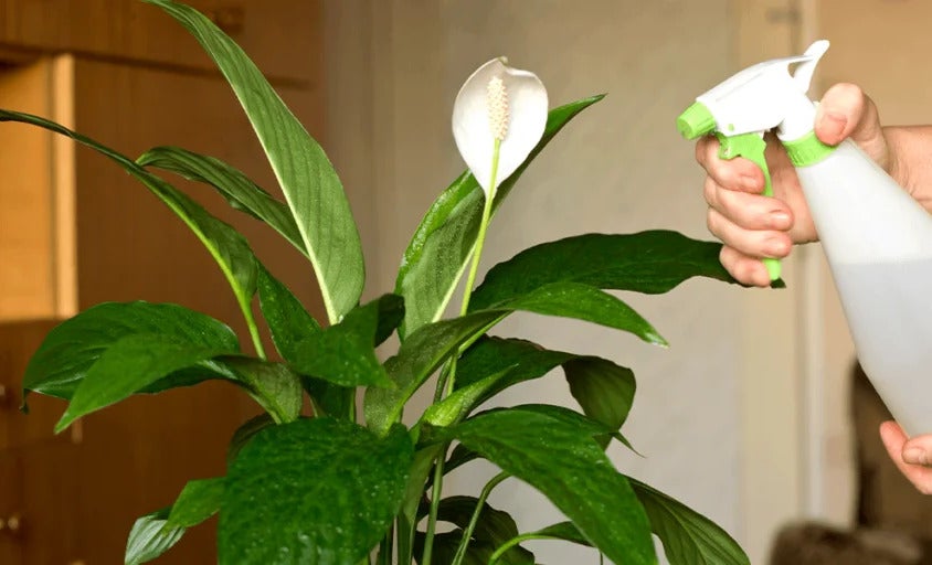 misting peace lily 1024x512 c