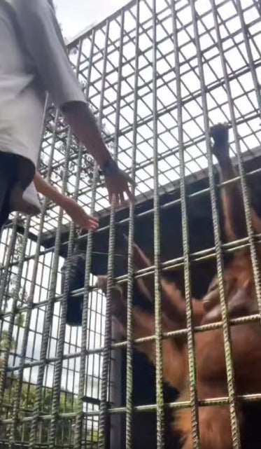 orangutan 1
