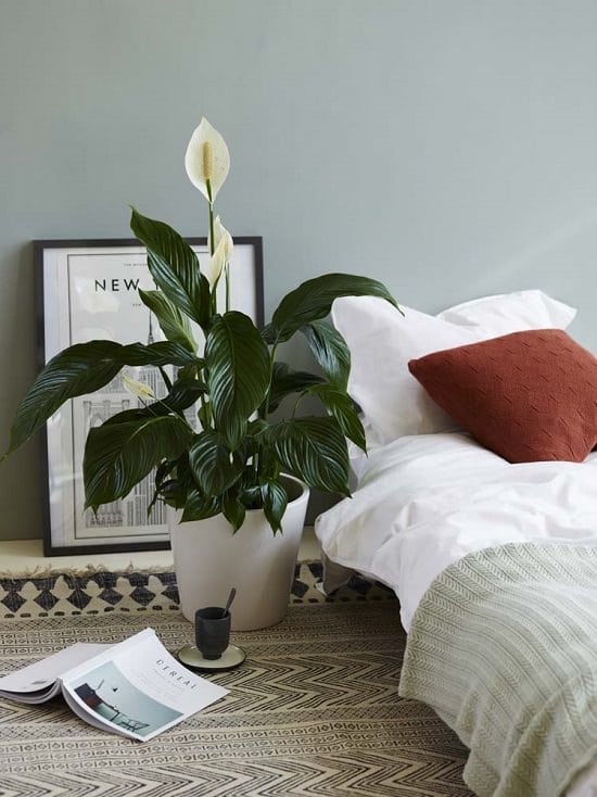 peace lily benefits1