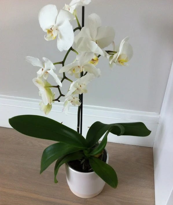 phalaenopsis orchid white cr