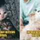 Wob Unique Neuter Pets Feat 1