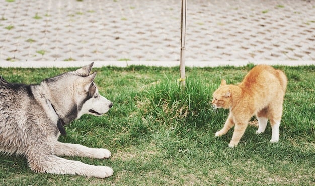 cat against dog unexpected meeting open air 146671 14760